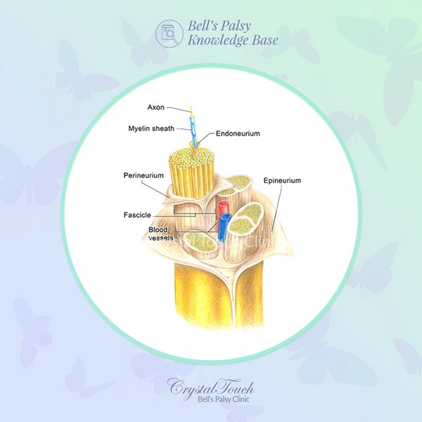 The structure and function of the facial nerve