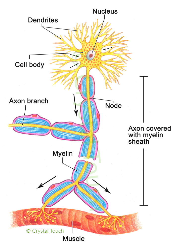 Structure of a neuron
