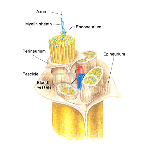 Structure of a nerve