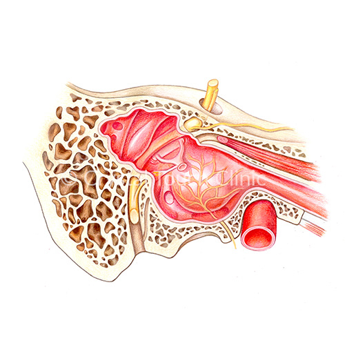 Facial nerve channel
