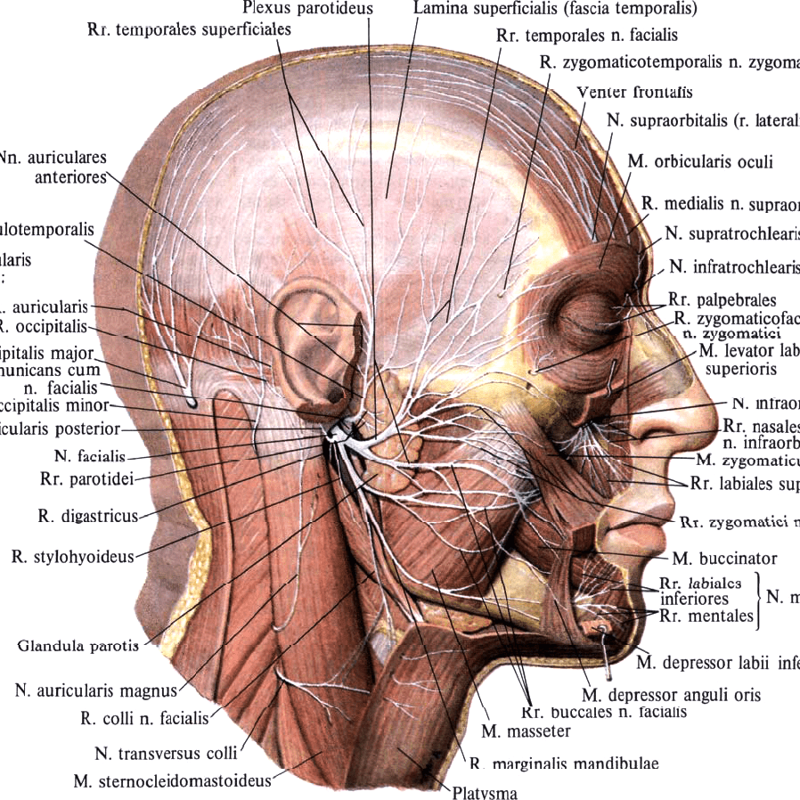 Facial nerve branches