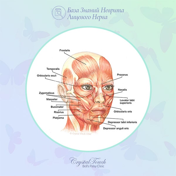 Мимические мышцы лица