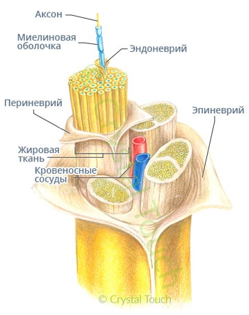 Строение лицевого нерва