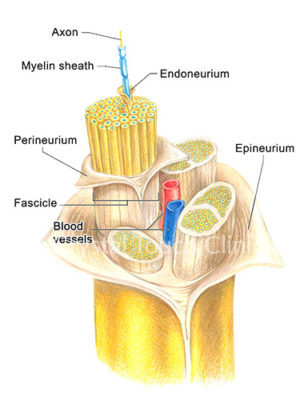 The facial nerve