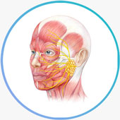 Bell's Palsy Video Lectures Episode 1