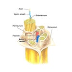 Bell's Palsy Knowledge Base Video Course - Episode 1