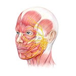 Bell's Palsy Knowledge Base Video Course - Episode 6